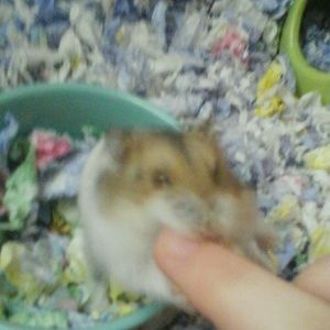 Meet your Posher, Spencer